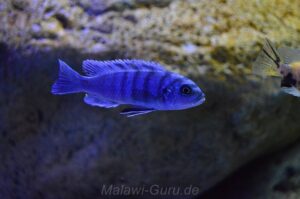 Cynotilapia sp. 'hara' Gallireya Reef