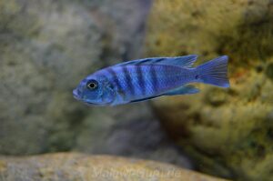 Cynotilapia sp. 'hara' Gallireya Reef