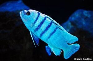 Cynotilapia sp. 'hara' Gallireya Reef