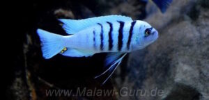 Cynotilapia sp. 'hara' Gallireya Reef