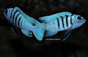 Cynotilapia sp. 'hara' Gallireya Reef