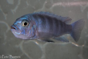 Cynotilapia 'iwera'
