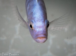 Cynotilapia 'iwera'
