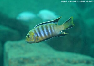 Cynotilapia sp. 'lion' Cape Kaiser