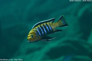 Cynotilapia sp. 'lion' Cape Kaiser