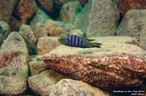 Cynotilapia sp. 'lion' Cape Kaiser