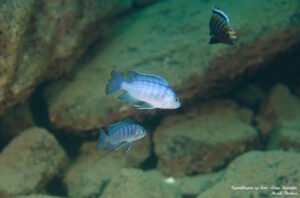 Cynotilapia sp. 'lion' Cape Kaiser
