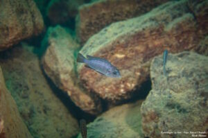 Cynotilapia sp. 'lion' Cape Kaiser