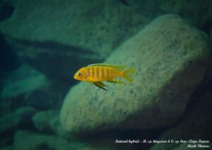 Cynotilapia sp. 'lion' Cape Kaiser