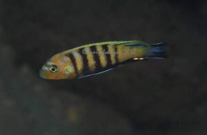 Cynotilapia sp. 'lion' Lion's Cove