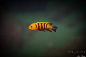 Cynotilapia sp. 'lion' Lion's Cove