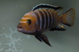 Cynotilapia sp. 'lion' Lupingu