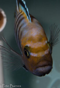 Cynotilapia sp. 'lion' Lupingu