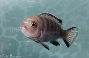 Cynotilapia sp. 'lion' Lupingu