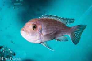 Cynotilapia sp. 'lion' Lupingu