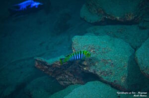 Cynotilapia sp. 'lion' Magunga