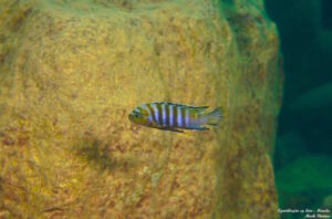 Cynotilapia sp. 'lion' Manda