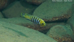 Cynotilapia sp. 'lion' Ngwasi