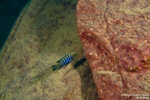 Cynotilapia sp. 'lion' Ngwasi