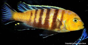 Cynotilapia sp. 'lion'