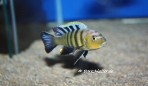 Cynotilapia sp.'lion'