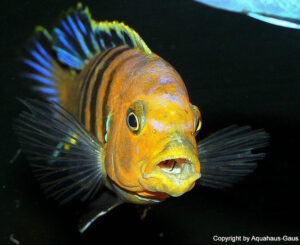 Cynotilapia sp. 'lion' Sanga