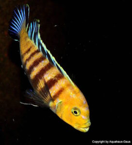 Cynotilapia sp. 'lion' Sanga