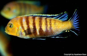 Cynotilapia sp. 'lion' Sanga