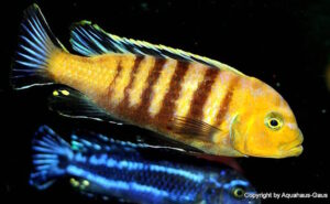 Cynotilapia sp. 'lion' Sanga