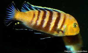 Cynotilapia sp. 'lion' Sanga