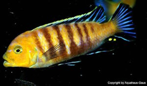 Cynotilapia sp. 'lion'