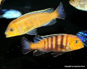 Cynotilapia sp. 'lion' Sanga