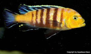 Cynotilapia sp. 'lion'