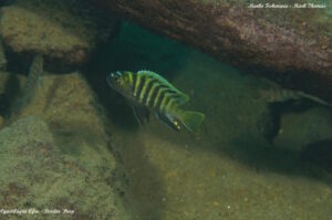 Cynotilapia sp.'lion ntekete' Border