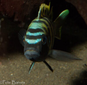 Cynotilapia sp.'lion ntekete' Border