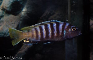 Cynotilapia sp.'lion ntekete' Border