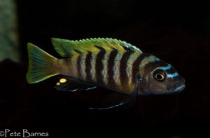 Cynotilapia sp. 'lion ntekete' Cynotilapia sp.'lion ntekete' Border