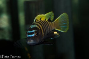 Cynotilapia sp.'lion ntekete' Border