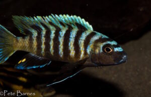 Cynotilapia sp.'lion ntekete' Border