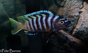 Cynotilapia sp.'lion ntekete' Border