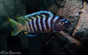 Cynotilapia sp.'lion ntekete' Border