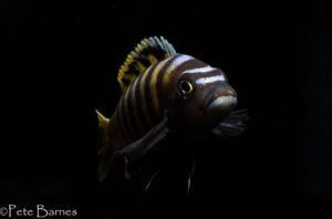 Cynotilapia sp.'lion ntekete' Border