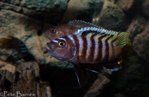 Cynotilapia sp.'lion ntekete' Border