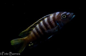 Cynotilapia sp.'lion ntekete' Border