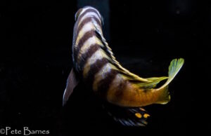 Cynotilapia sp.'lion ntekete' Border