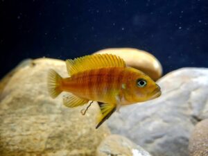 Cynotilapia sp.'lion ntekete' Liwani