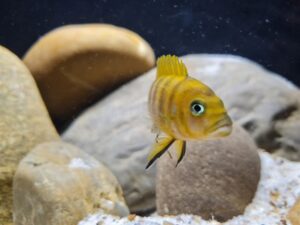 Cynotilapia sp.'lion ntekete' Liwani