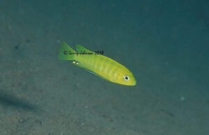 Cynotilapia sp.'lion ntekete' Liwani