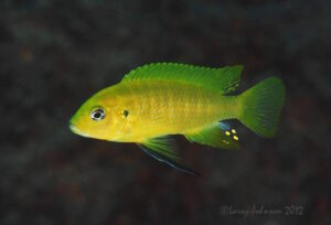 Cynotilapia sp.'lion ntekete' Liwani