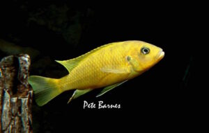 Cynotilapia sp.'lion ntekete' Liwani